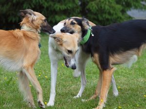 Abby beim spielen