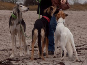 Strandfütterung mit Wahira, Abby und Pino