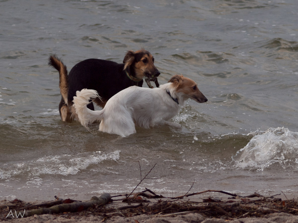 Urlaub Januar 2013: Abby mit Pino im Wassertrand